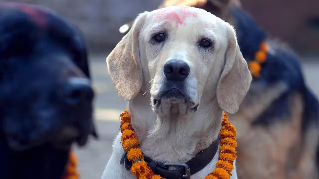 Kukur Tihar: Nepal's Beautiful 'Day of the Dogs'