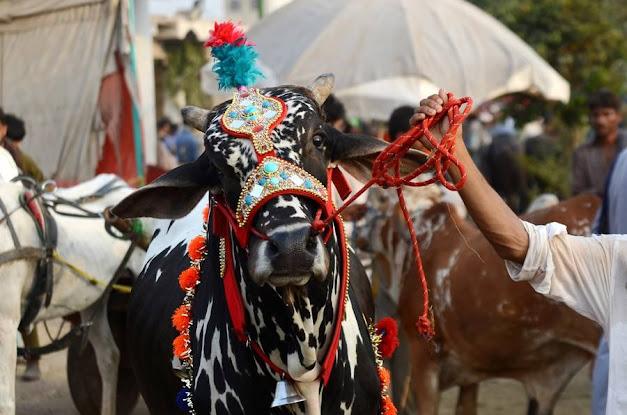 Maad Festival in Himachal Pradesh: Celebrating Livestock and Tradition
