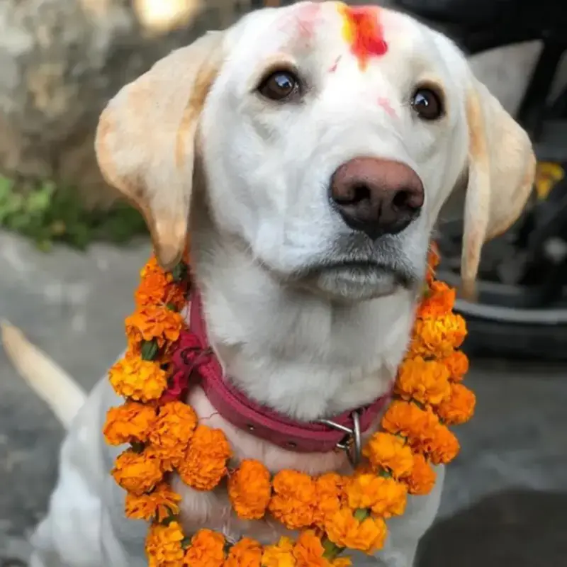 A dog with a marigold garland and tika