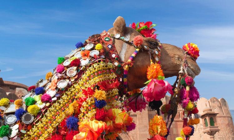 Bikaner's Royal Spectacle: The Famous Camel Festival