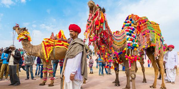 Decorated camel at Bikaner